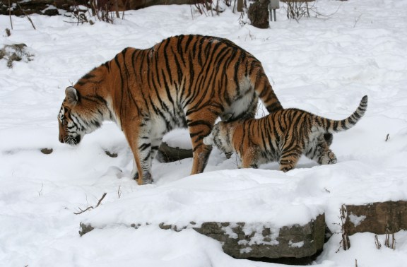 Panthera_tigris_altaica_09_-_Buffalo_Zoo.jpg