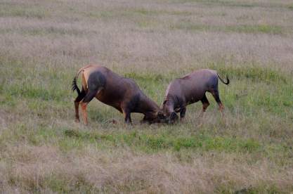 16684321_365284867179470_1600684740292751868_n