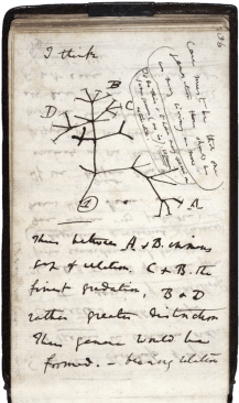 darwin_tree_1837