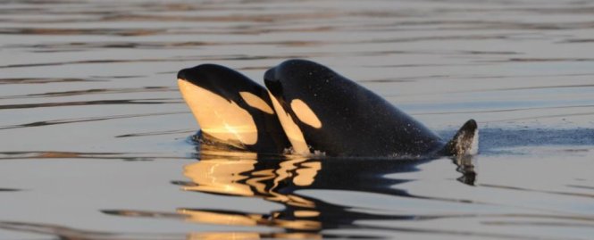 orcas_1024