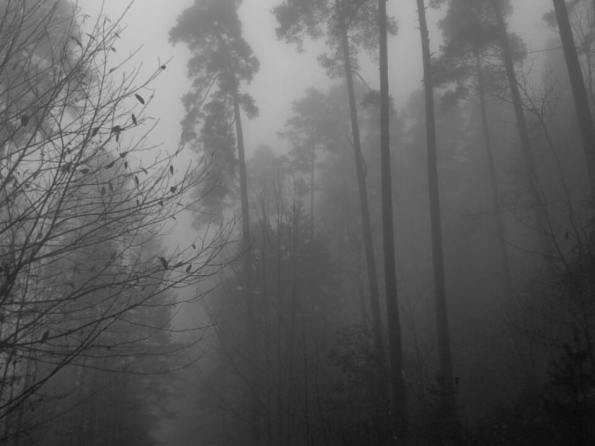 misty_scary_forest_by_undeaddiabla-daitsvi