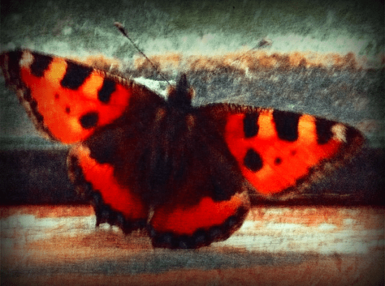 my_soul_is_colourful_____by_noirbloome-d6fox8q