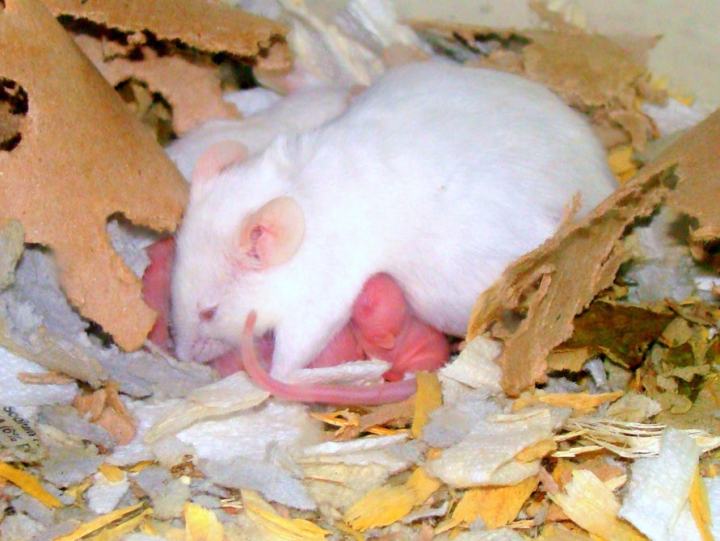 3d-printed-ovary-fertility-1