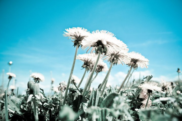 dandelion_by_matejzerjal.jpg