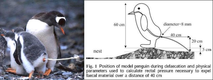 penguin_1487813c
