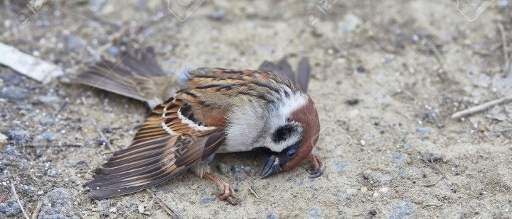 Fallen sparrow in very cold weather